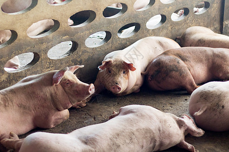 肥猪在猪养殖场吃过一顿饭后正在睡觉 猪养殖场是防止臭味和细菌的封闭系统母猪检查疾病哺乳动物配种粉色养猪场白色小猪谷仓图片