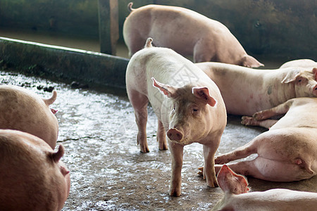 肥猪在猪养殖场吃过一顿饭后正在睡觉 猪养殖场是防止臭味和细菌的封闭系统配种哺乳动物疾病谷仓动物农场白色检查家畜小猪图片