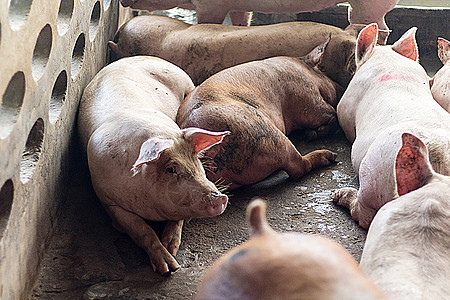 一头猪小猪疾病哺乳动物兽医鼻子配种农场白色检查家畜图片