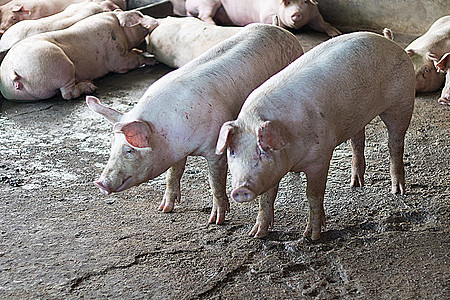 一头猪家畜谷仓猪肉白色商业兽医动物哺乳动物小猪配种图片