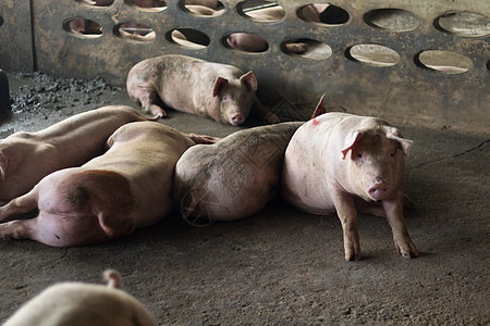 一头猪动物小猪家畜养猪场检查疾病鼻子食物猪肉配种图片