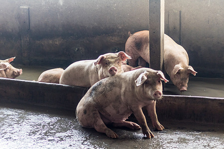 一头猪配种食物农场小猪鼻子谷仓粉色动物家畜哺乳动物图片