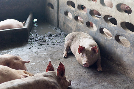 一头猪谷仓家畜哺乳动物疾病鼻子小猪食物猪肉养猪场商业图片