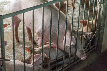一头猪兽医配种疾病养猪场家畜食物母猪商业鼻子哺乳动物图片