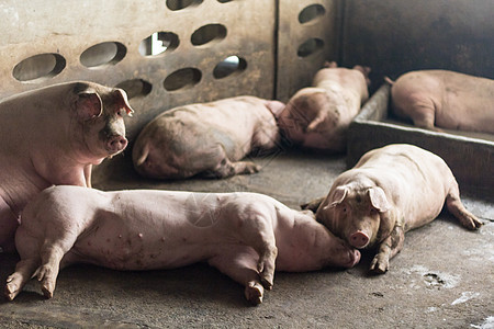一头猪家畜食物谷仓动物商业农场疾病鼻子母猪配种图片