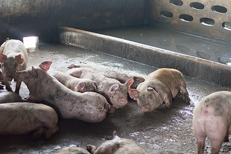 猪进食后睡觉 是肥猪 猪在养猪场吃猪农业熏肉小猪鼻子生长农民家畜牧场微笑眼睛图片