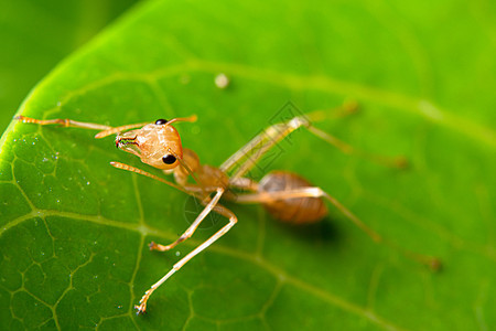 大型红蚂蚁是自然性质花园野生动物漏洞植物团队绿色叶子红色橙子昆虫图片