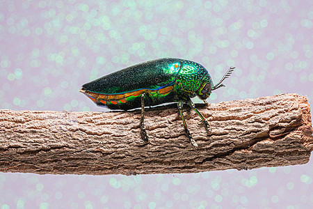 背景昆虫宏观木头荒野野生动物叶子鲵科鞘翅目绿色宝石动物图片