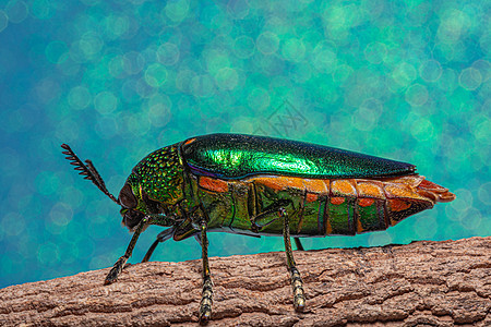 背景昆虫花园荒野叶子宝石宏观野生动物绿色鞘翅目甲虫彩虹图片