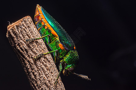 BUPestidae 自然大自然黑色背景昆虫彩虹荒野翅膀鞘翅目叶子甲虫金属宏观木头图片