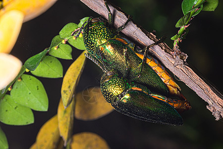 BUPestidae 自然大自然黑色背景荒野宝石野生动物金属动物彩虹甲虫鞘翅目木头叶子图片