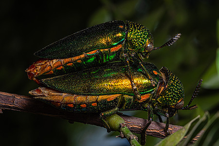 BUPestidae 自然大自然黑色背景宏观鞘翅目绿色木头花园鲵科叶子翅膀宝石野生动物图片