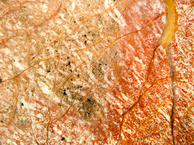 橙色裂纹根大理石花岗石豪华室内飞路图片
