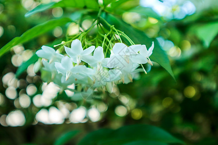 金露珠 鸽子莓 天花 杜兰塔情调植物天空花瓣异国紫色露珠报复鸽子勃起图片