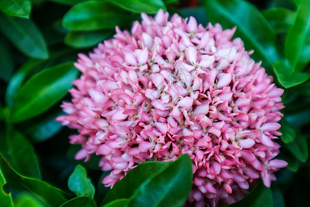 Ixora粉红色花朵在花园中开花丛林植物群国王生长叶子植物学仙丹热带植物花瓣图片