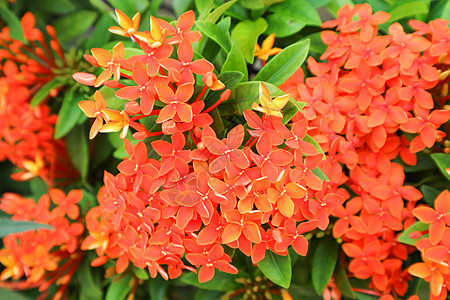 鲜红的伊克索拉花朵 在花园中盛开植物群生长宏观花瓣植物国王仙丹叶子丛林热带图片