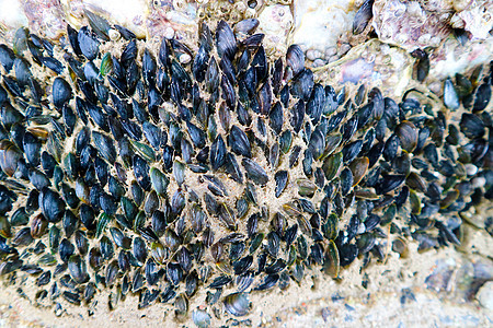 小海生物 黑壳和两部分的黑贝壳冻结工厂扇贝市场海洋营养壳类海滩食物美食图片