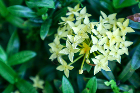 黄色的Ixora花朵小卖品在花园中盛开图片
