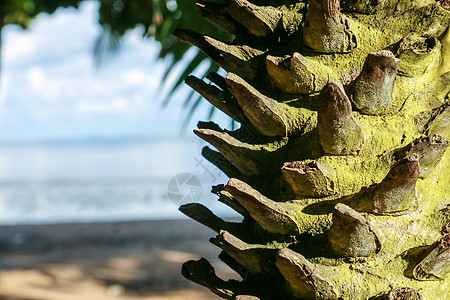 棕榈树的身体被切掉了树枝和身体上的苔藓叶子太阳绿色黄色森林椰子公园白色木头季节图片
