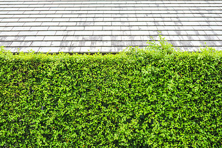 自然的绿色植物和现代顶顶屋顶季节大厦蓝色植物学旅行场地窗户树篱建筑花朵图片