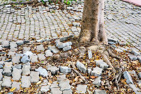 树根生长和损坏砖块 walkwa树干石头破坏街道植物水泥路面环境地面人行道图片