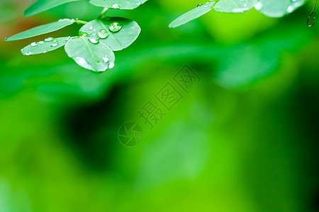 树叶免扣雨季花园植物叶子上的露珠生活季节草地液体场地雨滴反射阳光水滴太阳背景