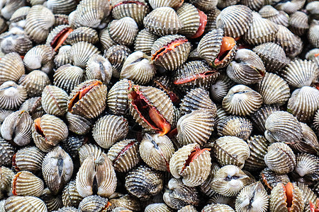 新鲜鸟蛤在冷藏窗格中排成一排贝类农场食物热带蛤蜊销售扇贝贝壳餐厅海洋图片