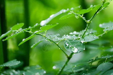 雨季花园植物叶子上的露珠液体阳光场地环境季节生态宏观雨滴生活水滴图片