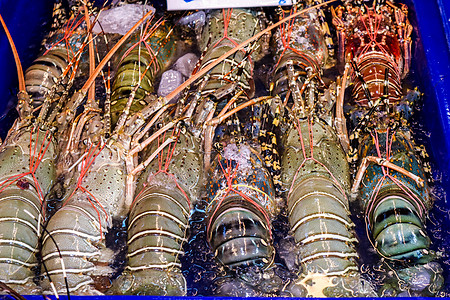 将新鲜龙虾排成一排放在冷冻板上海鲜柠檬团体贝类厨房食物街道饮食钓鱼市场图片