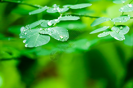 雨季花园植物叶子上的露珠反射液体季节宏观雨滴环境太阳生活草地场地图片