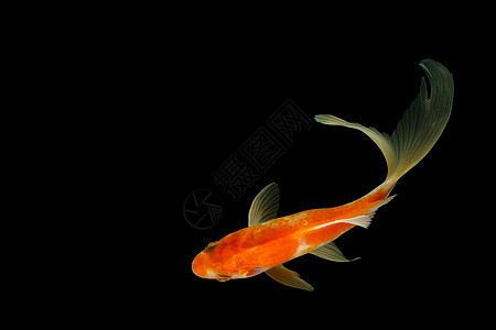 高角射中黑后腹骨的黑色反角箭头海洋金子热带白色彗尾鲫鱼宠物动物金鱼尾巴图片