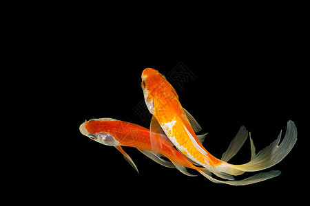 高角射中黑后腹骨的黑色反角箭头尾巴金子动物宠物彗尾热带水族馆白色金鱼鲫鱼图片