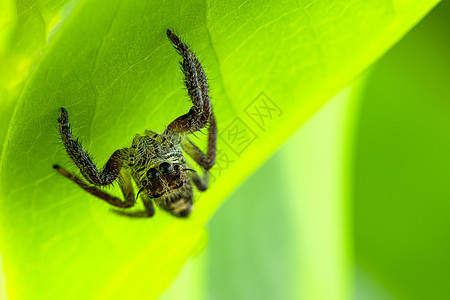 自然绿色背景的大型蜘蛛组织分类学花园宏观外星人丛林黑色昆虫爪子动物丝网图片
