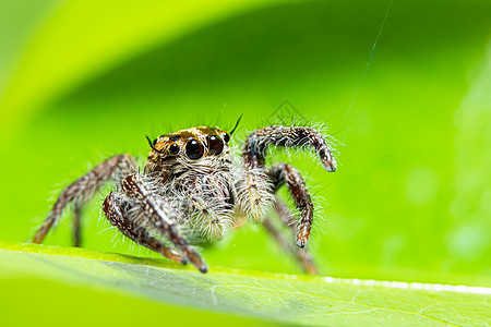 自然绿色背景的大型蜘蛛组织宏观黄色动物黑色捕食者丛林花园网络昆虫分类学图片