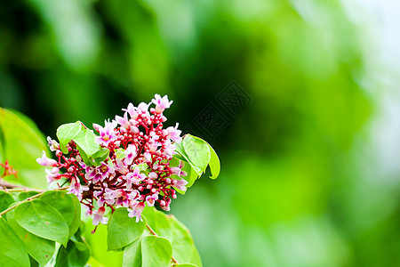 花园里盛开的粉红色花朵和模糊的绿叶植物学草地园艺植物荒野公园橙子天空紫色美丽图片