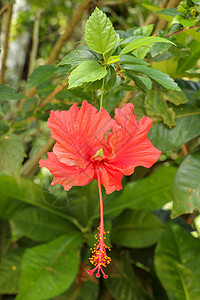 特写在花园里面向侧面的红鞋花 有叶子的木槿 中国木槿 中国月季 夏威夷木槿 玫瑰锦葵和的美丽花朵玫瑰植物花粉蔷薇文化植物群热带生图片