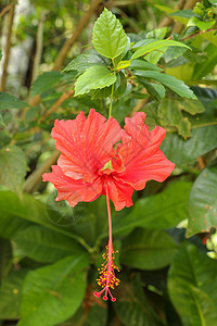 特写在花园里面向侧面的红鞋花 有叶子的木槿 中国木槿 中国月季 夏威夷木槿 玫瑰锦葵和的美丽花朵植物热带文化蔷薇生长雌蕊植物群玫图片