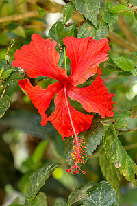 特写在花园里面向侧面的红鞋花 有叶子的木槿 中国木槿 中国月季 夏威夷木槿 玫瑰锦葵和的美丽花朵植物柱头生长花瓣热带花粉植物群玫图片