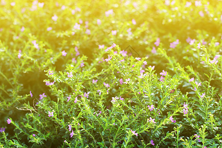 花卉小复古可爱草在放松早晨时间阳光背景 footag绿色晴天植物学花园场地荒野草地季节雏菊黄色图片