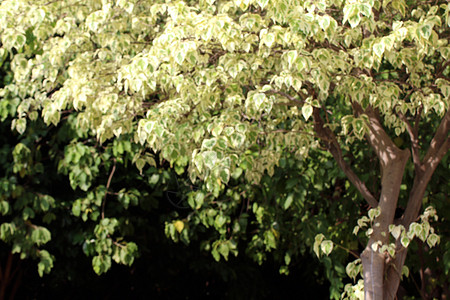 模糊的树枝灌木树绿色和黄色枯萎病白叶用于背景自然图片