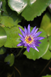 紫莲花自然异国叶子蓝色情调宏观紫色热带荷花园艺植物图片