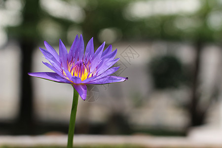 紫莲花自然蓝色花园情调植物叶子紫色花瓣池塘环境园艺图片