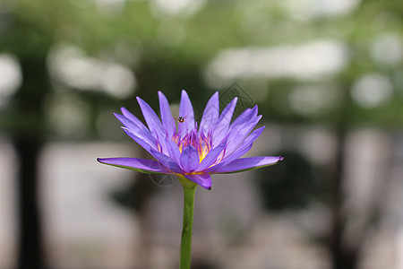 紫莲花自然叶子热带情调植物百合蓝色环境异国池塘紫色图片