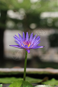 紫莲花自然荷花池塘宏观紫色异国热带植物叶子花瓣百合图片