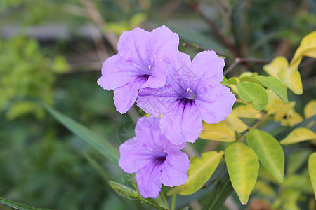 Ruelia 管状花 紫色雨花图片