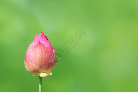 在自然绿色背景的莲花芽 莲花桃红色特写照片 莲花芽桃红色花 美丽的芽桃红色自然植物学荷花叶子热带植物百合装饰品花园植物群紫色图片