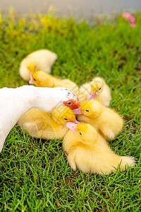 母亲用爱照顾小鸭子和爱的婴儿鸭图片