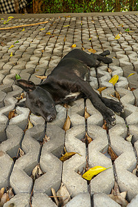 躺在混凝土草预制构件上的小黑狗 黑色的小狗 双腿张开 侧躺着 睡得很香 可爱的宠物在休息 阳光照在他的皮毛上婴儿黑与白毛皮哺乳动图片