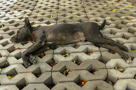 躺在混凝土草预制构件上的小黑狗 黑色的小狗 双腿张开 侧躺着 睡得很香 可爱的宠物在休息 阳光照在他的皮毛上房子婴儿犬类朋友眼睛图片