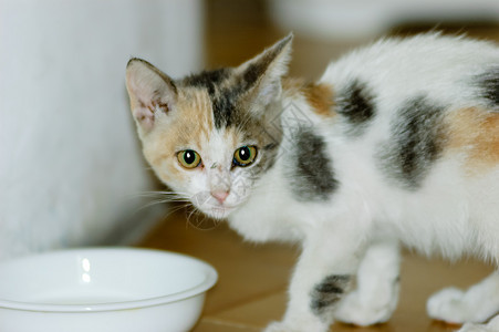 Kitten 饮用水牛奶晶须尾巴毛皮新生宠物食肉动物眼睛哺乳动物猫咪图片